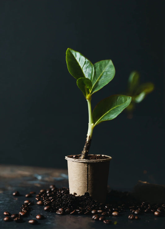 vegan friendly coffee pod